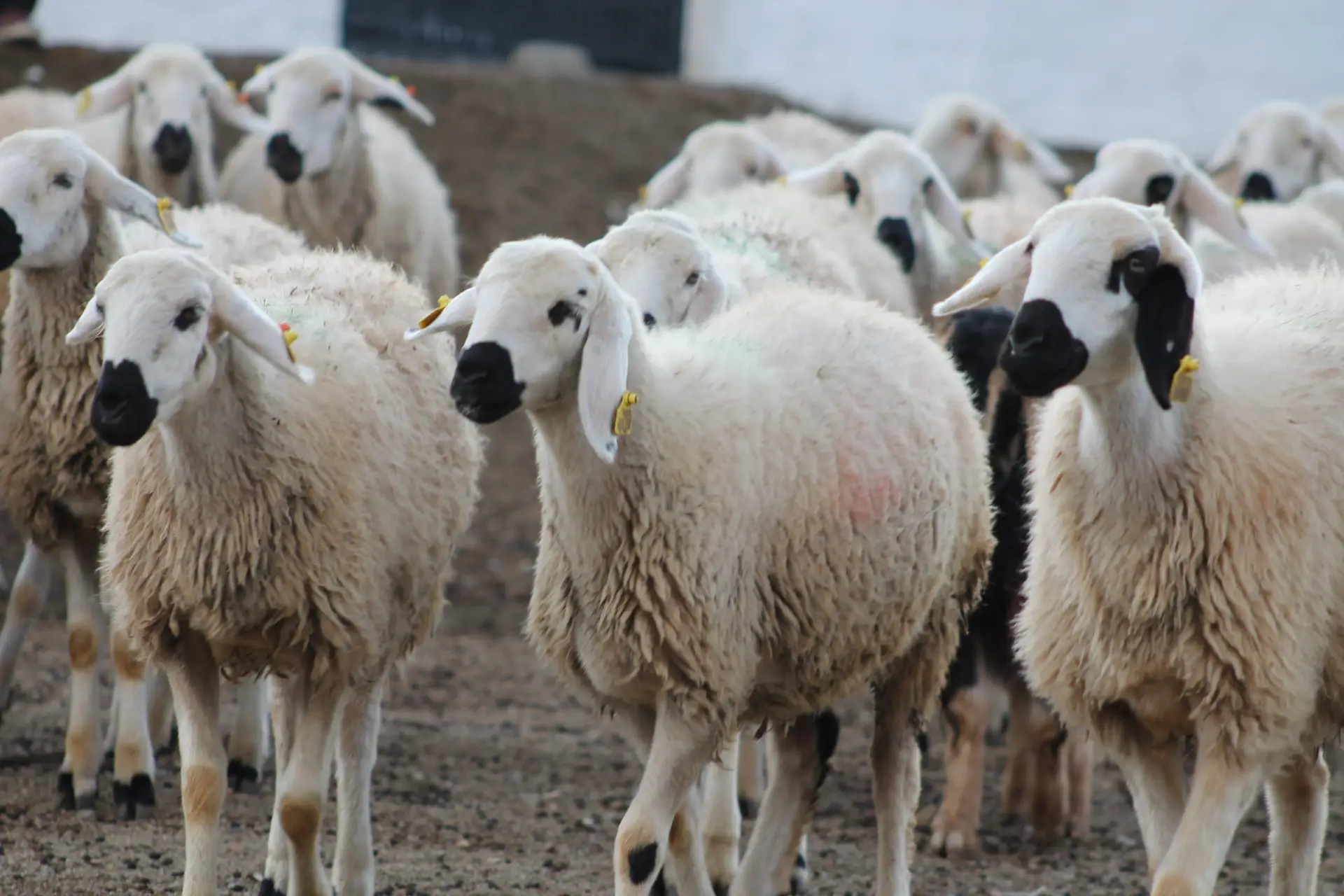 Damızlık Koyun Fiyatları