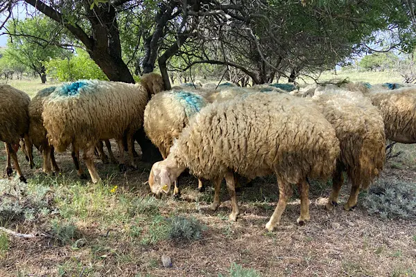 Adaklık Koyun Fiyatları 2024: Koyun, Kuzu, Keçi ve Oğlak