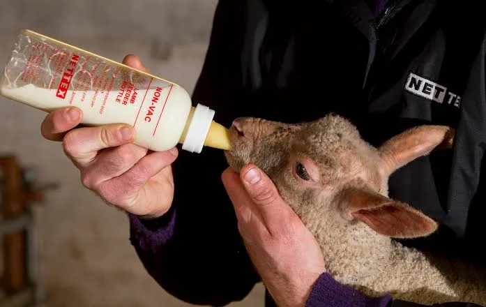 Bakıcı kuzuya kolostrum içiriyor