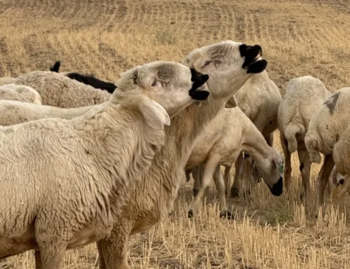 Damızlık Kangal Koç