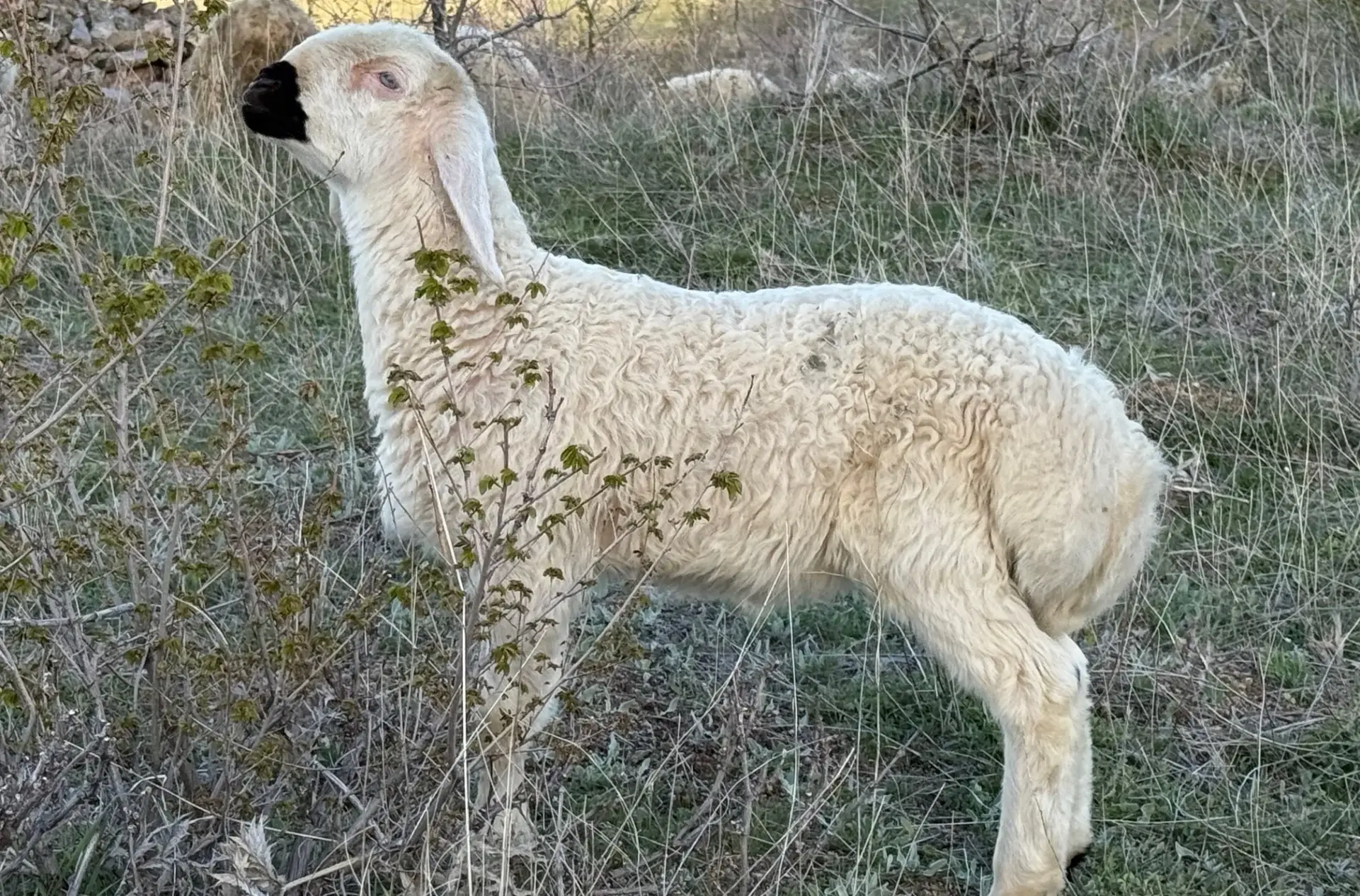 Koyun Fiyatları ve Çeşitleri